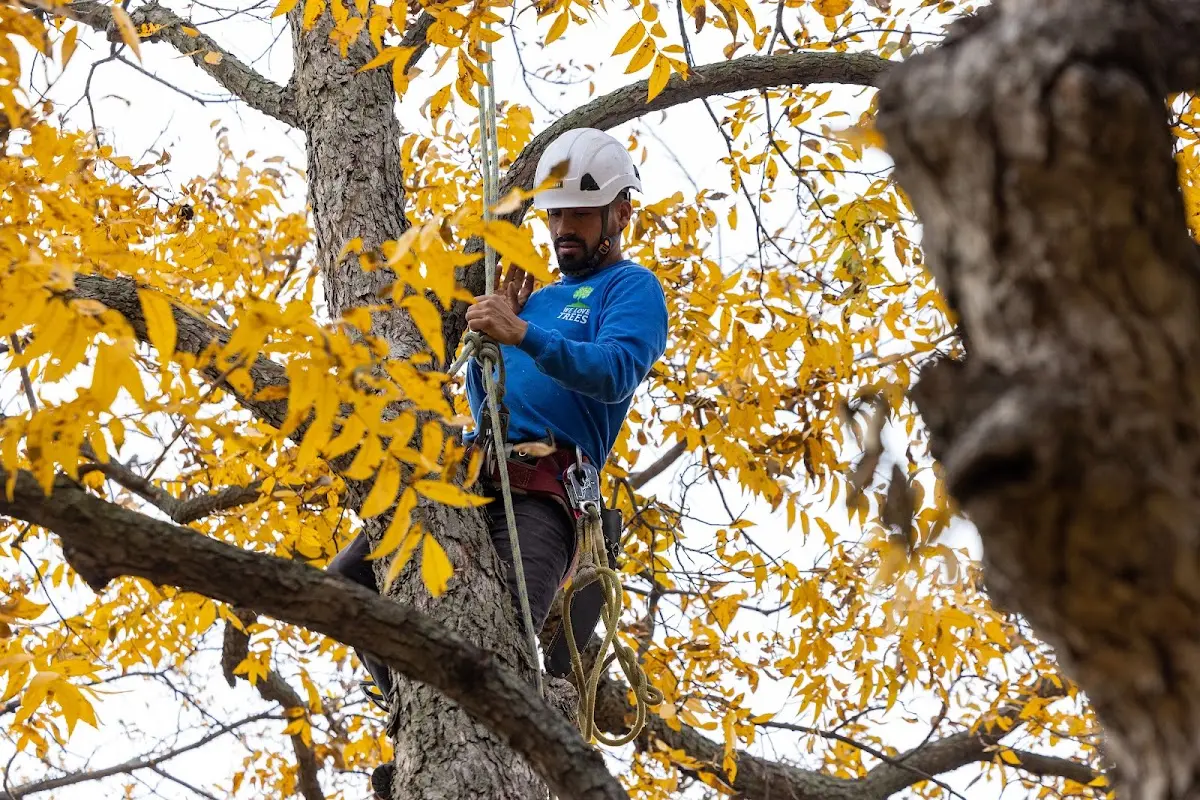 Skilled Tree Trimming crew working in Swansea