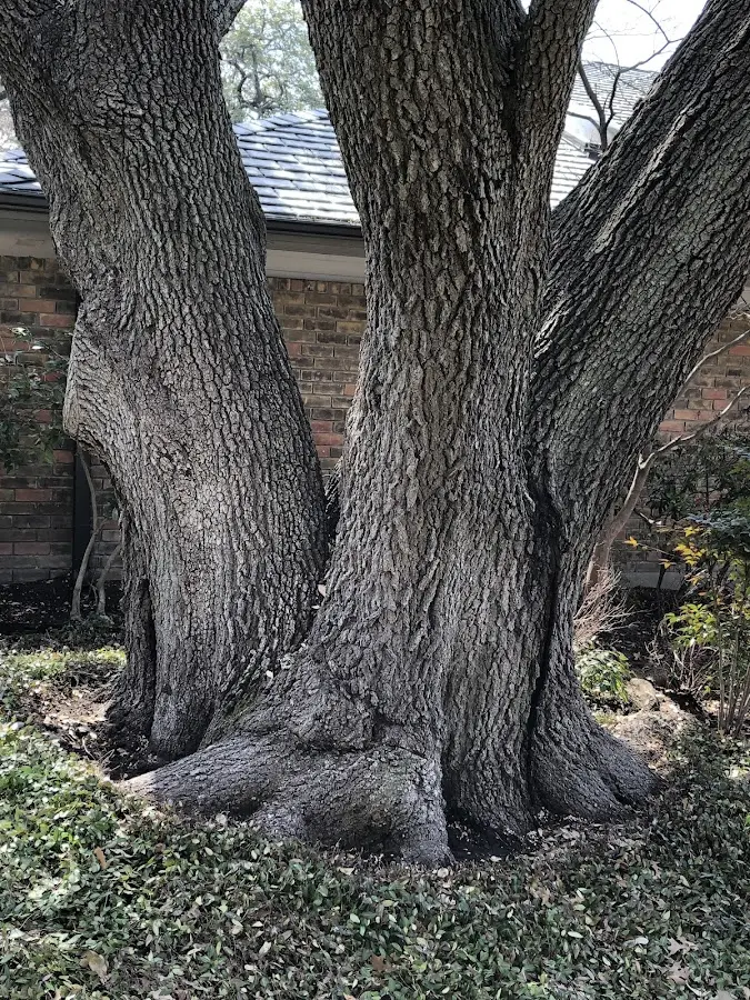 Mature heritage tree close to a Swansea property cared for by certified arborists